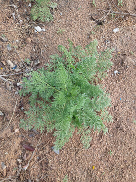 中国野草黄花蒿
