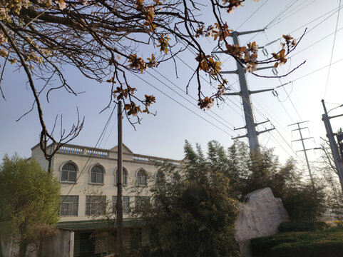 红叶李