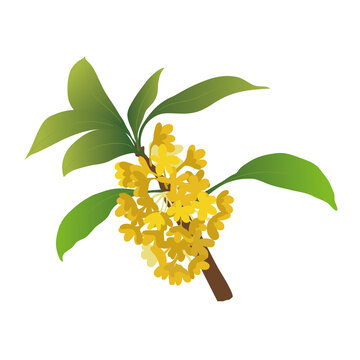 桂花