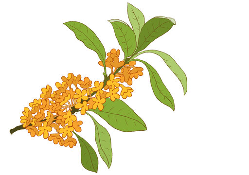 桂花