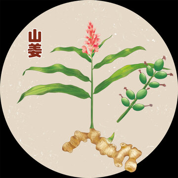 手绘中药山姜包装插画