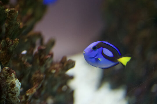 海中小鱼