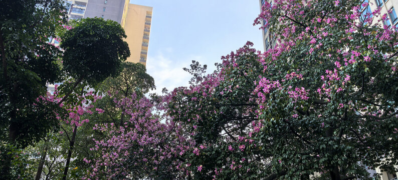 异木棉