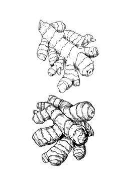 生姜矢量线稿插画