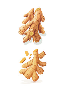 生姜矢量插画