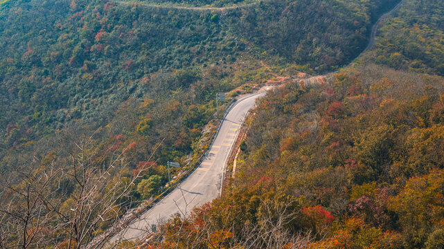 森林公路