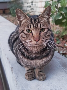 狸花猫