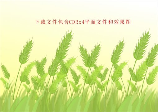 未成熟小麦麦田风吹麦浪