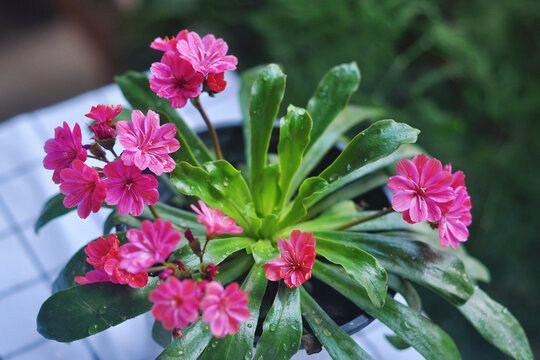 露薇花