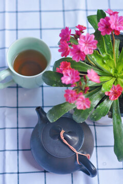 露薇花