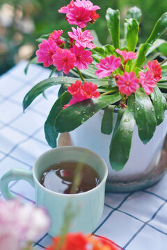 露薇花