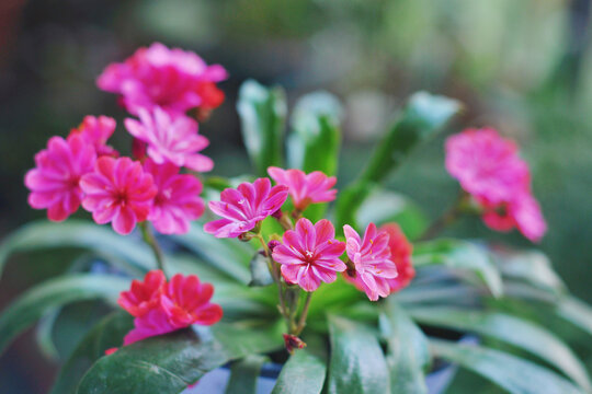 露薇花
