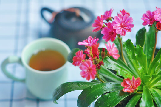 露薇花
