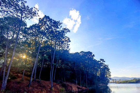 阳光树林