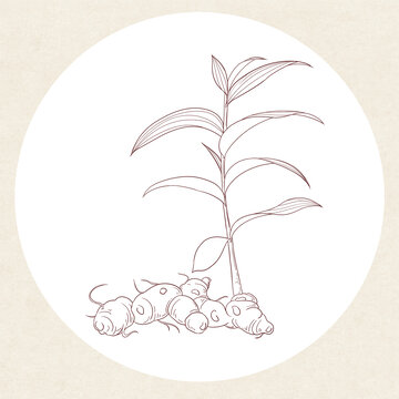 黄精白描线稿