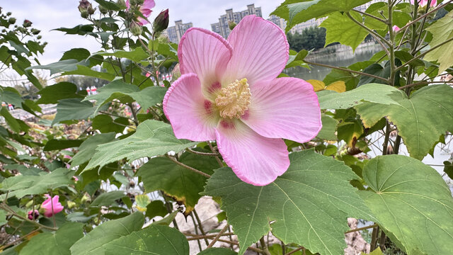 木棉花
