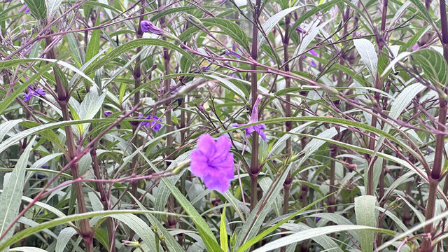 植物翠芦莉