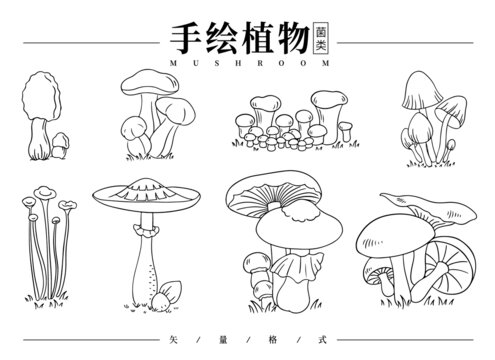 手绘植物线稿菌类