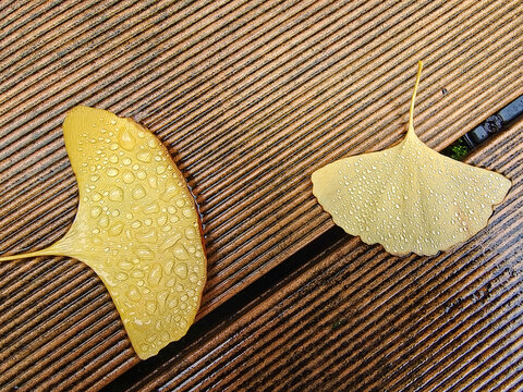雨珠银杏叶