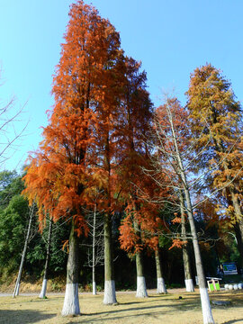 天花井森林公园大树