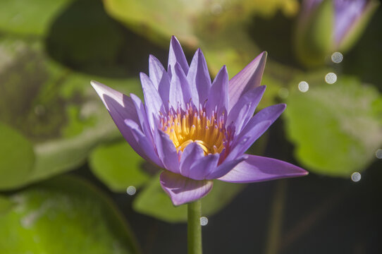 一朵莲花