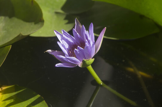 紫色莲花