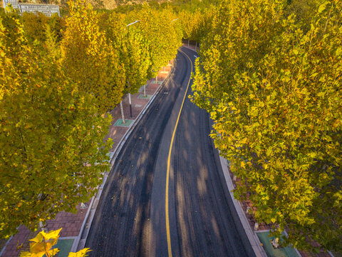 梧桐道路