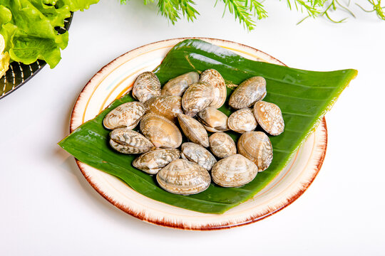 新鲜小贝壳