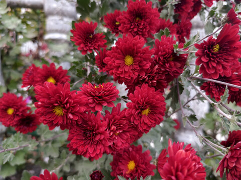 冬开的菊花