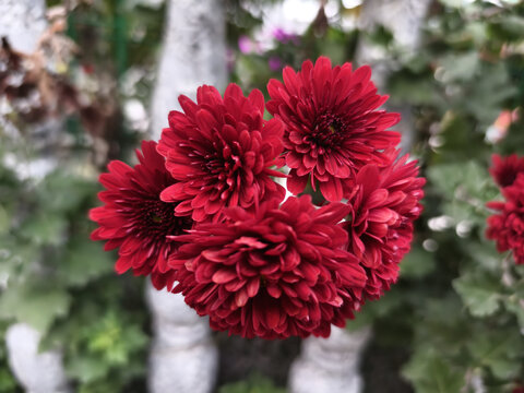 栏杆里的红色菊花