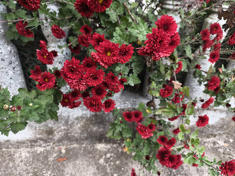 菊花