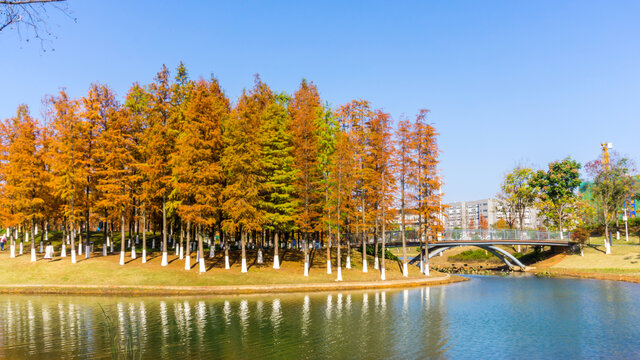 红水杉
