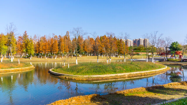 红水杉