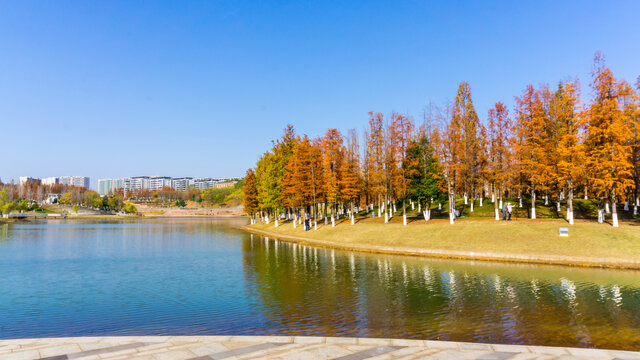 红水杉