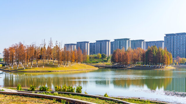 红水杉