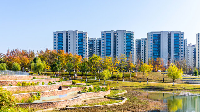 红水杉