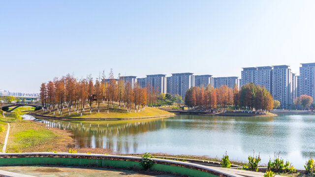 红水杉