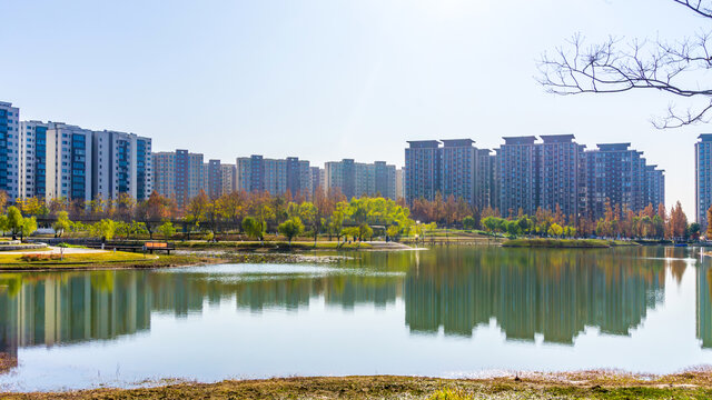 红杉树水杉林