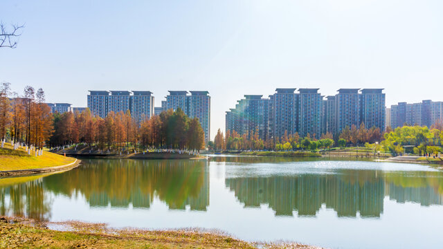 红杉树水杉林