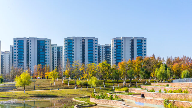 红杉树水杉林