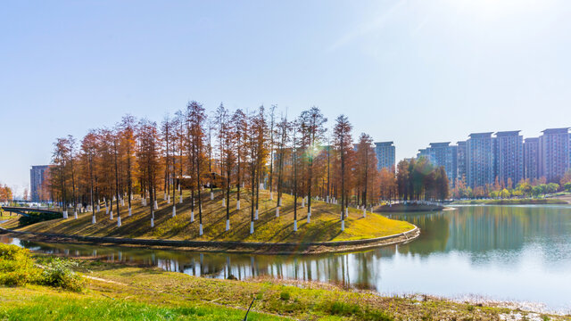 红杉树水杉林