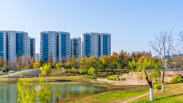 红杉树水杉林