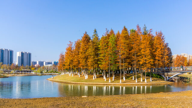 红杉树水杉林