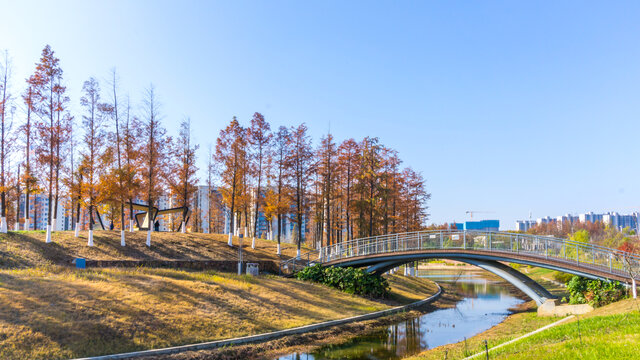 红杉树水杉林