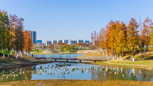 天空与树林