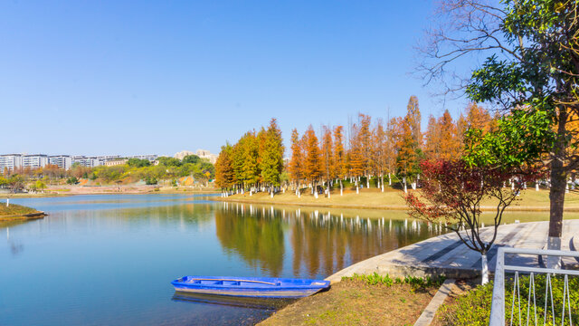 红杉树水杉林