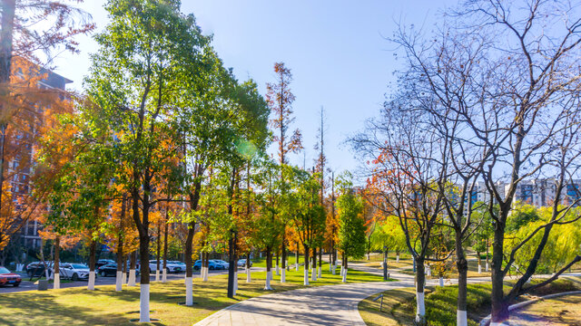 红杉树水杉林