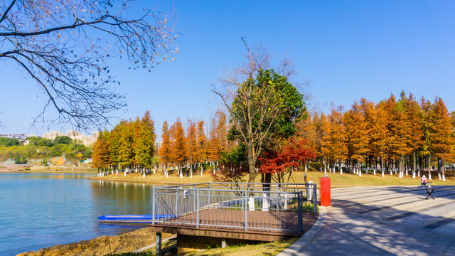 红杉树水杉林