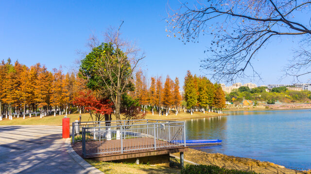 红杉树水杉林