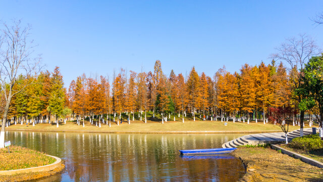 红杉树水杉林